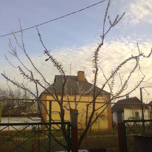 Правильная обрезка взрослого абрикоса на плодоношение (Криворожский регион)