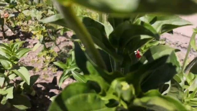 Бабочка Махаон Papiliomachaon смотреть онлайн
