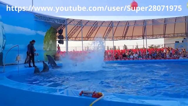 Шок!!! Что вытворяют дельфины! смотреть онлайн