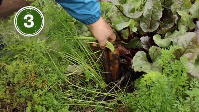 Дачные работы с 13 по 19 октября. Завершаем дачный сезон. смотреть онлайн