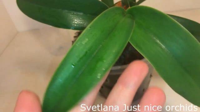 OРХИДЕЯ КАТТЛЕЯ WALKERIANA RUBRA, ОБЗОР СПУСТЯ 5 МЕСЯЦЕВ August 9 2021 смотреть онлайн