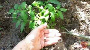 ВСЕГО ТАБЛЕТКА ПОД КУСТИК ПРИ ПОСАДКЕ И ПОМИДОРЫ ЗАЩИЩЕНЫ ОТ МНОГИХ ГРИБКОВЫХ ЗАБОЛЕВАНИЙ.ГЛИОКЛАДИ