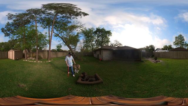 Training two Cane Corso puppies at the same time. Service Dogs in the making. смотреть онлайн