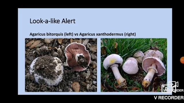 The MW - Field Mushrooms Of Saskatchewan