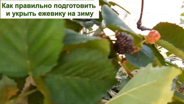 УКРЫТИЕ ЕЖЕВИКИ НА ЗИМУ в саду - КАК ПОДГОТОВИТЬ ЕЖЕВИКУ, ТОЧНО ПЕРЕЗИМУЕТ! Секреты, уход, утеплени смотреть онлайн