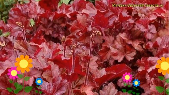 Гейхера гибридная Спарклинг Бургунди. Краткий обзор, описание heuchera Sparkling Burgundy смотреть онлайн