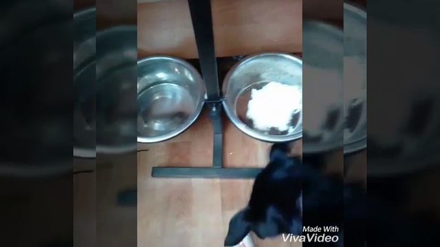 Питание щенка лабрадора натуралкой смотреть онлайн