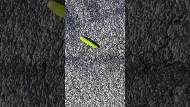 Гусеница смотреть онлайн