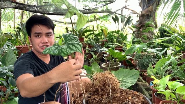 REPOTING AND HARVESTING THE BABIES OF MY " CERCESTIS MIRABILIS " | MARK LASACA смотреть онлайн