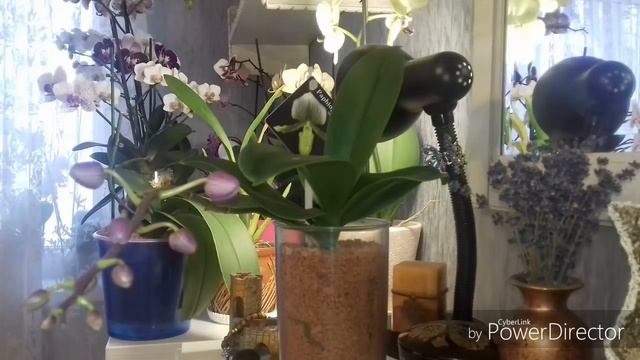 Орхидея в серамисе.Отличные результаты?? смотреть онлайн