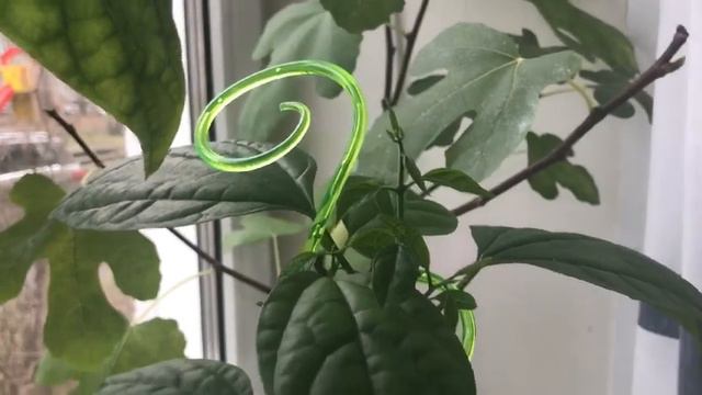 Мои цветы. Часть 4. смотреть онлайн