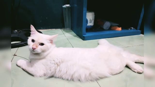 5 JENIS KUCING MIRIP HARIMAU