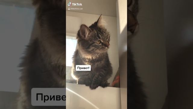 Подборка из TikTok #2 | Хаски Гром и Кошка Овсянка | #Shorts смотреть онлайн