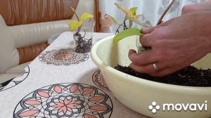 Комнатные цветы. Новинка, Филодендрон Принц Оранж. Пересадка. Делю кустик.