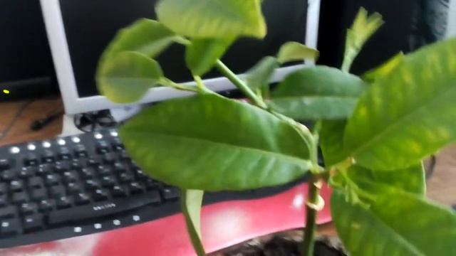 Цитрон "Ординарио", сравнение двух растений на примере прививки и укоренения! смотреть онлайн