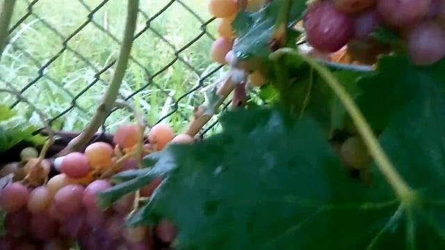 Виноград Арту. Урожай 2018 смотреть онлайн