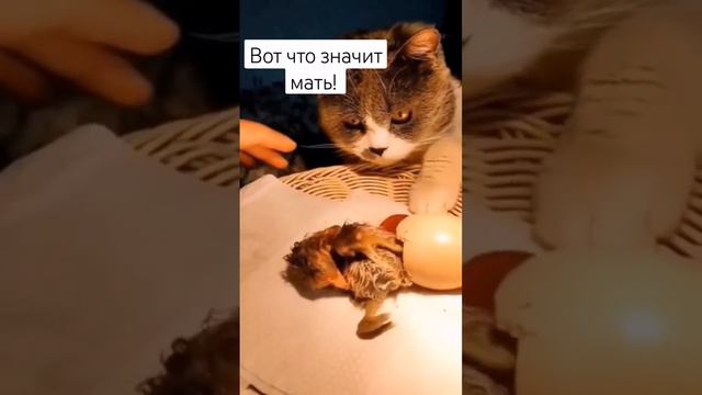 Вот что значит мать! #кошка #животные #материнство #мама #забота #любовь смотреть онлайн