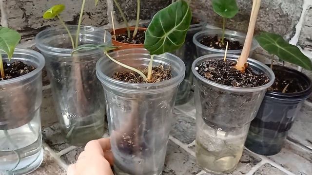 Алоказии/моя мини коллекция/декабрь23' смотреть онлайн