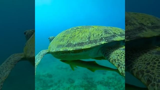 Интересные факты о морских черепахах смотреть онлайн