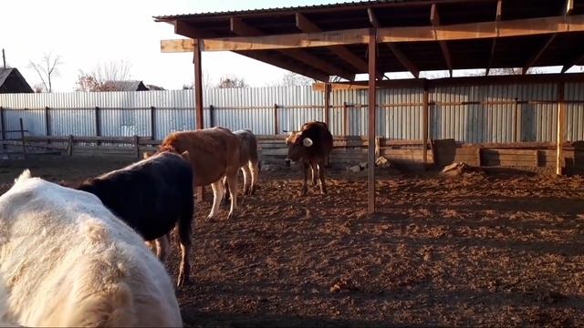 Бычек сегодня сорвался с цепи , откорм бычков , советы по откорму! смотреть онлайн