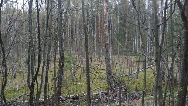 Весна , болото , утки . смотреть онлайн