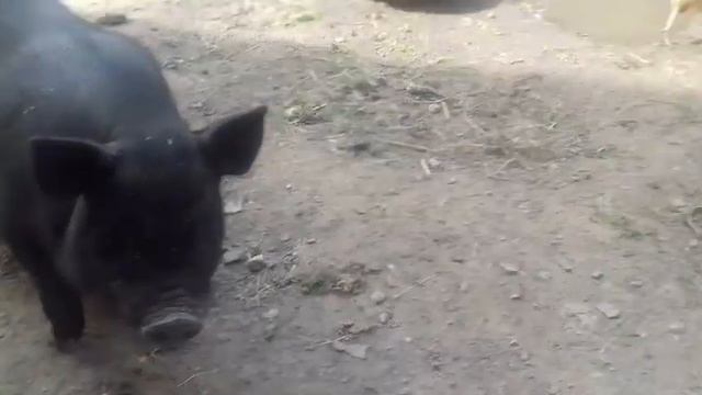 № 8 ВИДЕО ДЛЯ РОЗЫГРЫША. ЕЛЕНА ТОМСК смотреть онлайн