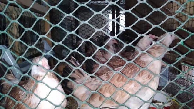 Загорские лососевые. Я не сдаюсь смотреть онлайн