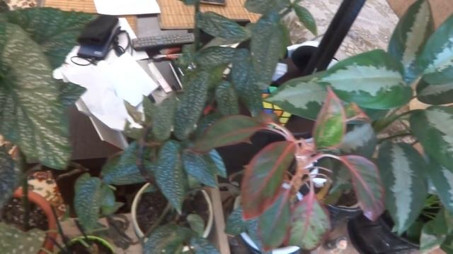 Цветы в моем доме. Комнатные растения. Обзор домашнего садика в зале (август 2018). смотреть онлайн