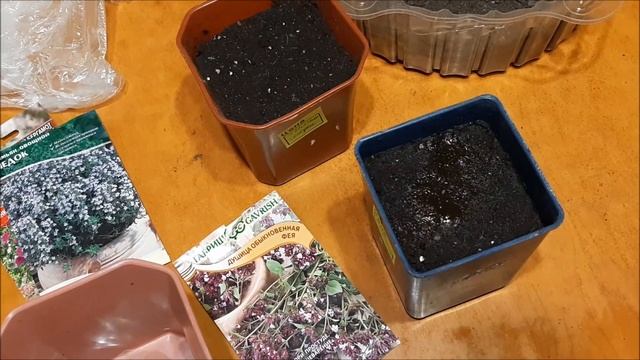 Как сеять душицу, бергамот, тимьян. Когда сеять пряные травы. смотреть онлайн