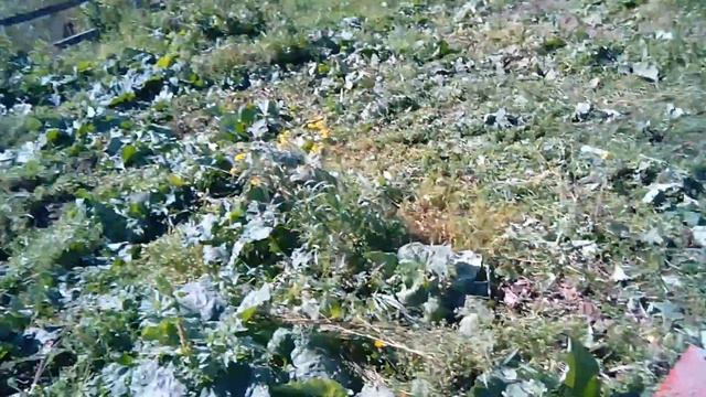 Косилка wirax 1.65, скашивание ботвы на огороде. смотреть онлайн