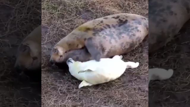 Scratch My Back, Please.#shortsclip
#shortscraft
#youtube
#youtuber
#subscribe
#shortsadoptme
#short