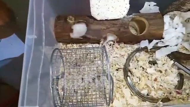ОТКУДА ПРОИЗОШЛИ ЯПОНСКИЕ КАРЛИКОВЫЕ МЫШИ??? смотреть онлайн