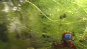 Как различить пол данио рерио