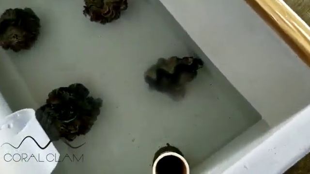 Giant Clam Hatchery - Spawning - Early Life History Of Tridacna Crocea X Tridacna Squamosa