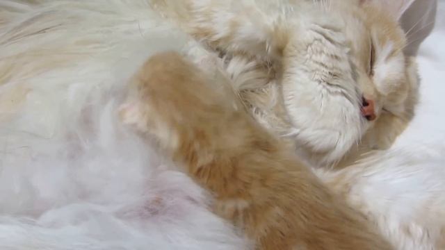 Cat reassures your kitty.Кошка успокаивает котенка. смотреть онлайн