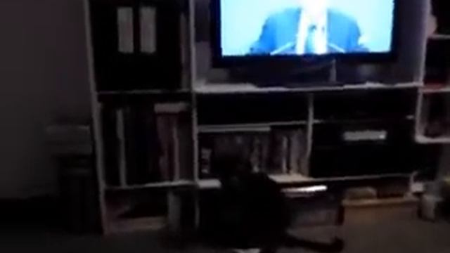 mettre des chaussons à son chat....wmv смотреть онлайн