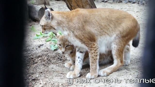 Очаровательные животные с кисточками на ушах - рыси Лекс и Бусинка. смотреть онлайн