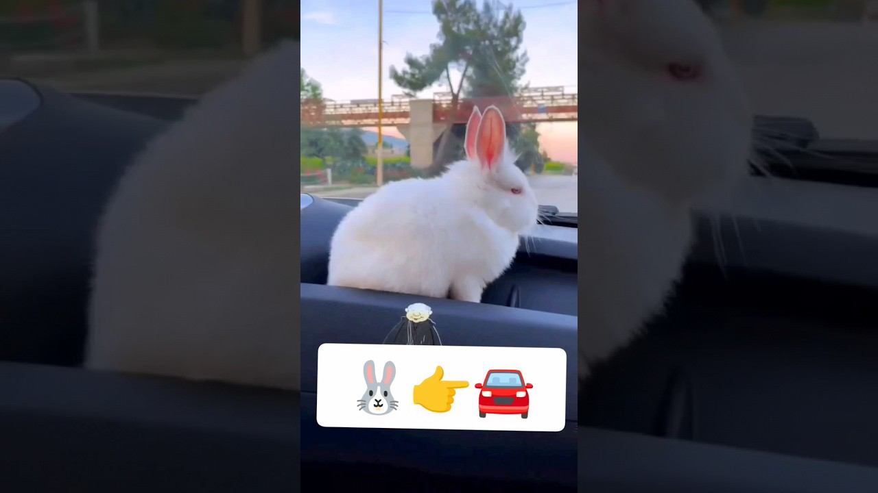 Кролик в машине ❤️ смотреть онлайн