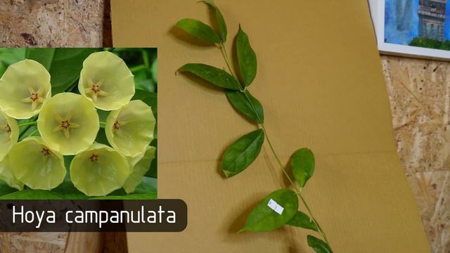 Unboxing roślin - co ostatnio przyleciało? Dostawa roślin - Anthurium Vittariifolium смотреть онлайн