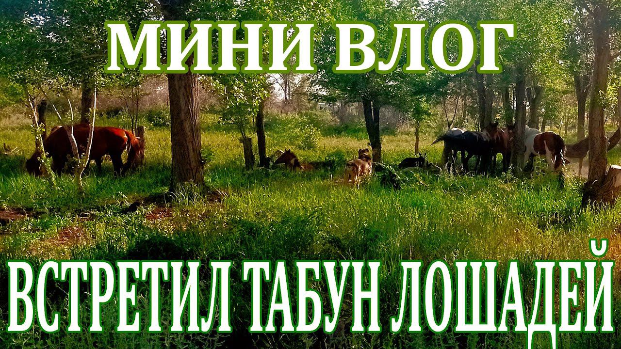 Влог с прогулки на природе - Встретил Лошадей на прогулке смотреть онлайн