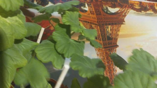 Пеларгония. April Snow. новая покупка. смотреть онлайн