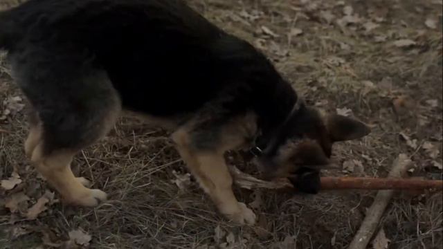 овчарка Айра. 4 месяца смотреть онлайн