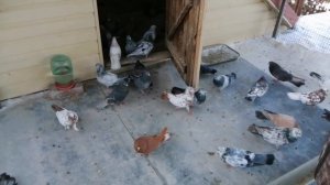 2.Ч. НИКОЛАЕВСКИЕ ГОЛУБИ - В ГОСТЯХ У ЛУБЕНЦОВА ИВАНА НИКОЛАЕВИЧА ".Г.САЛЬСК. 24.12.2020.Г.