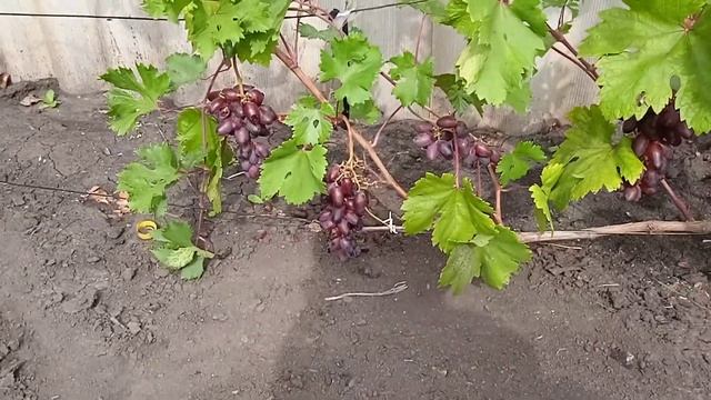 Сладость и радость. смотреть онлайн
