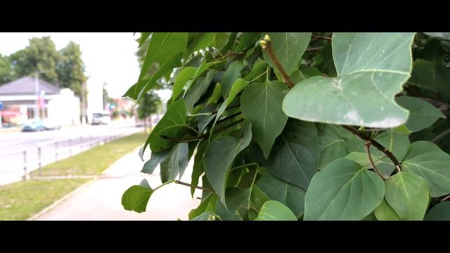 Александров, Владимирская область смотреть онлайн