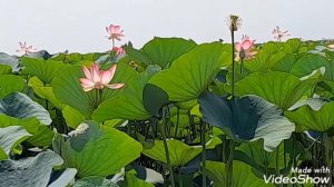 ЛОТОСЫ!КАК РАСТУТ  ЛОТОСЫ!#лотосы#какрастутлотосы#цветы