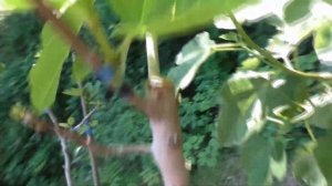 Инжир размножение инжира прививками