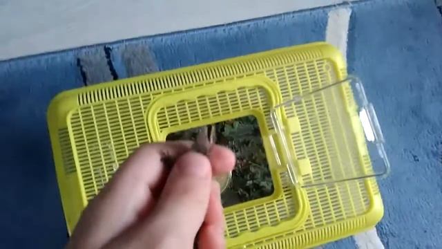 Ящерица живородящая. смотреть онлайн