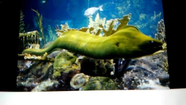 рыбы из пластилина Vs рыбы из реальной жизни.