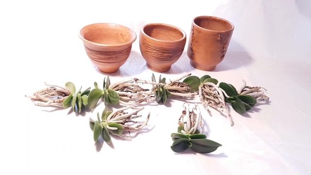 орхидеи в керамике: красивая посадка! смотреть онлайн